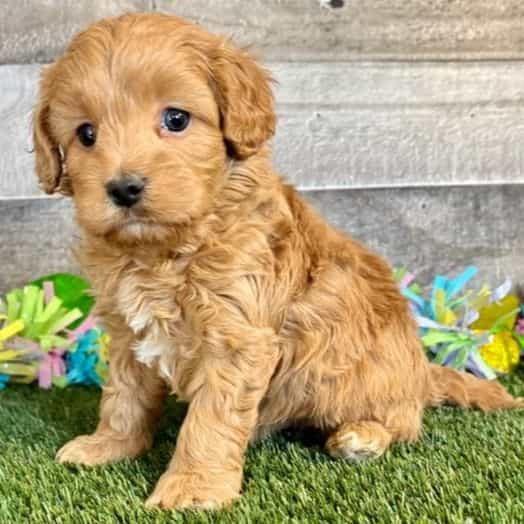 Caroline - Cavapoo Female