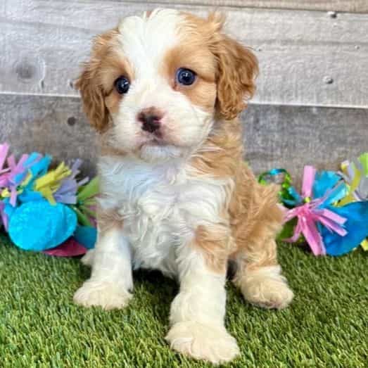Carla - Cavapoo Female