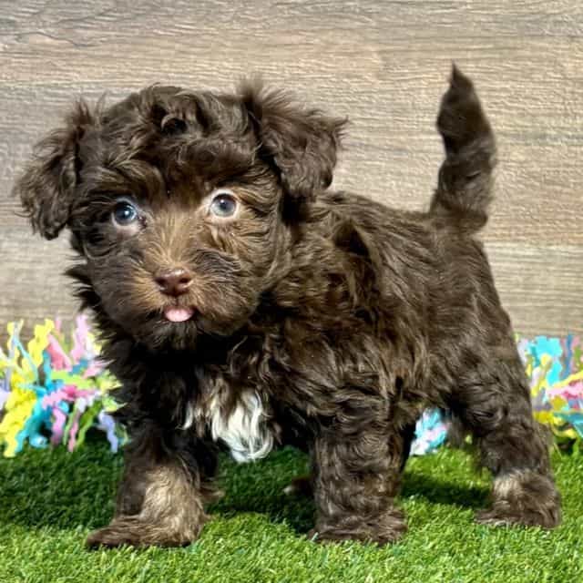 Floyd - Havanese Male