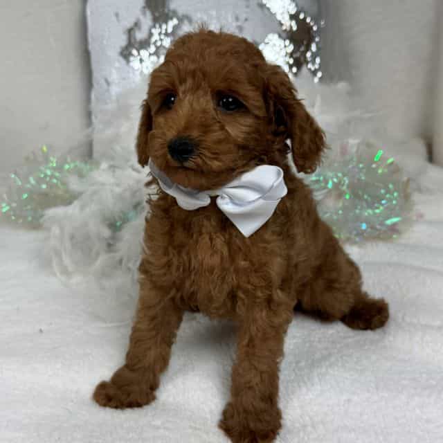 Brinley White B - Goldendoodle Male