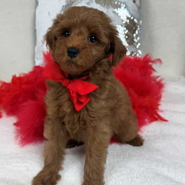 Brinley Red Boy - Goldendoodle Male