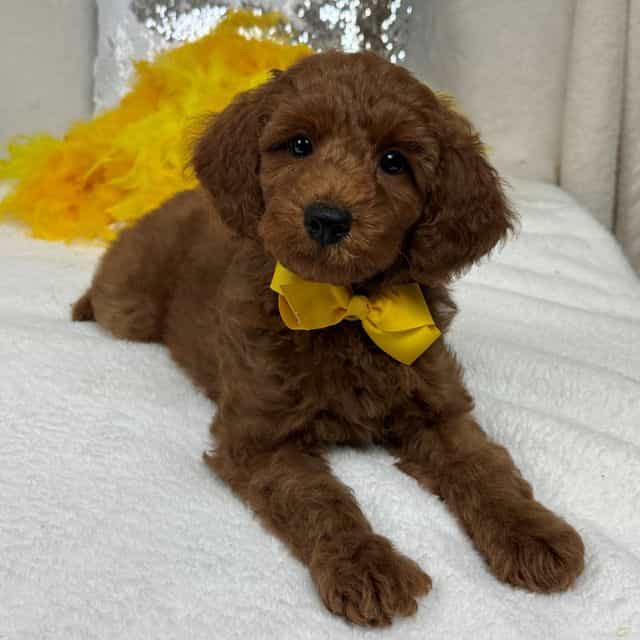 Brinley Yellow  - Goldendoodle Male