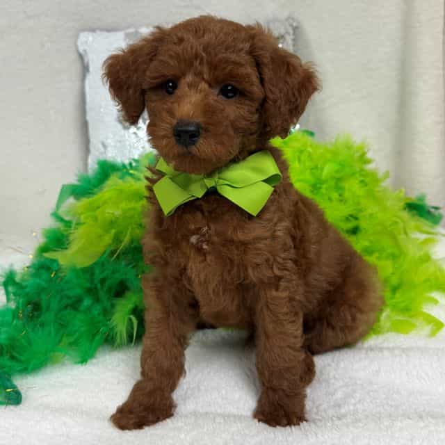 Brinley Green B - Goldendoodle Male