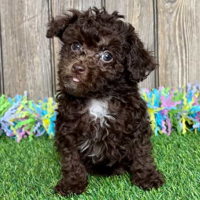 JoJo - Toy Poodle Female