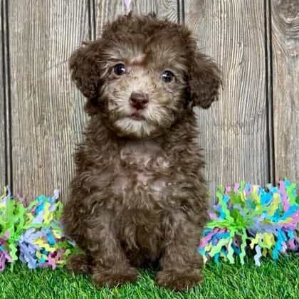 Jagger - Toy Poodle Male