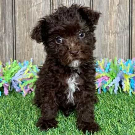 Jayla - Toy Poodle Female