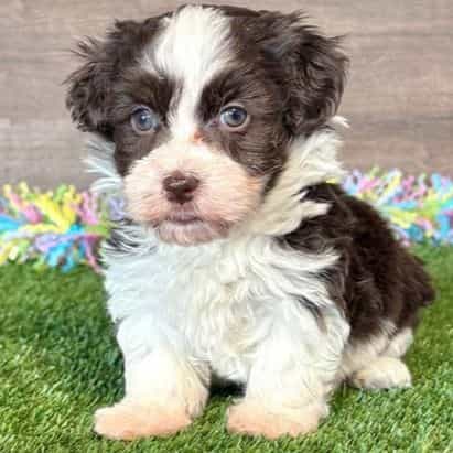 Emme - Havapoo Female