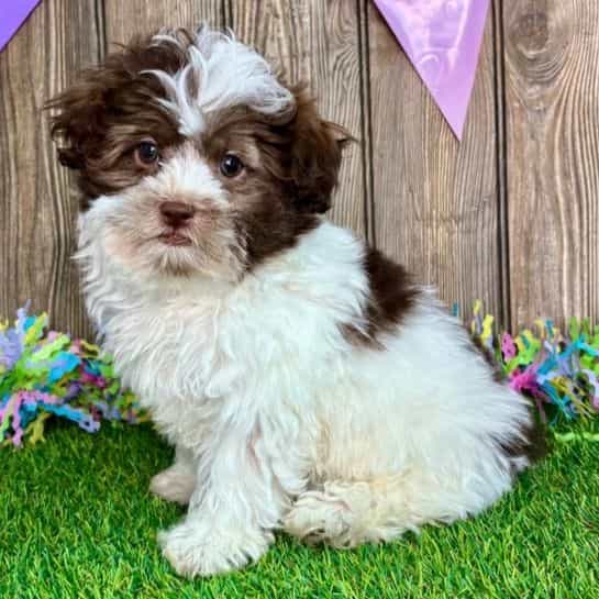 Sylvan - Shih-Poo Male
