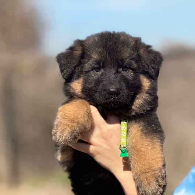 Vixen - German Shepherd Dog Female