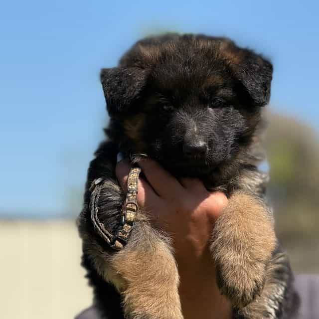 Wednesday - German Shepherd Dog Female