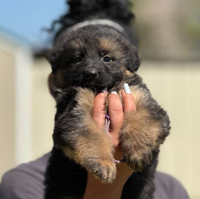 Wisteria - German Shepherd Dog Female