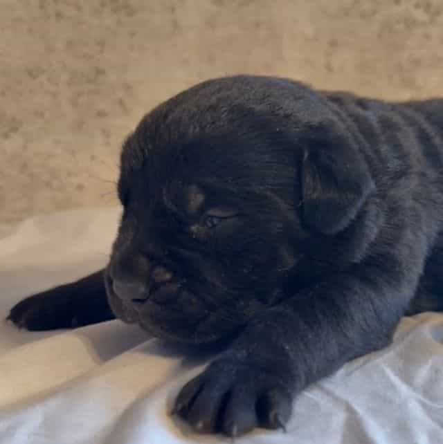 Ghostface - Cane Corso Male