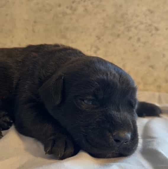 Gale Weathers - Cane Corso Female