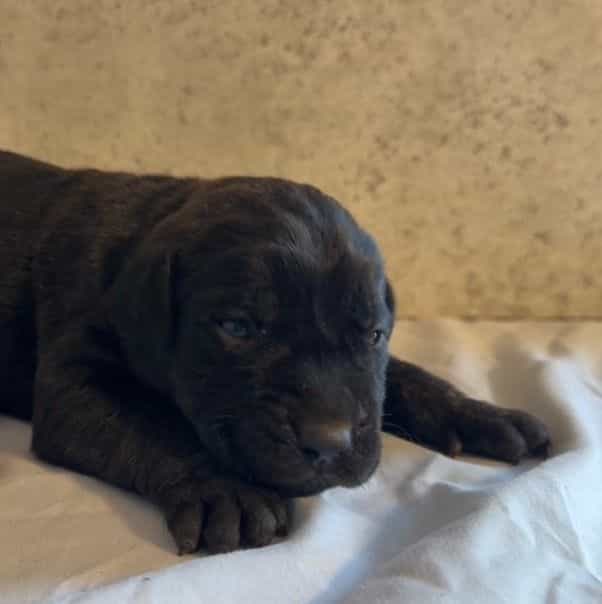 Tatum Riley - Cane Corso Female