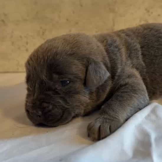 Billy Loomis - Cane Corso Male