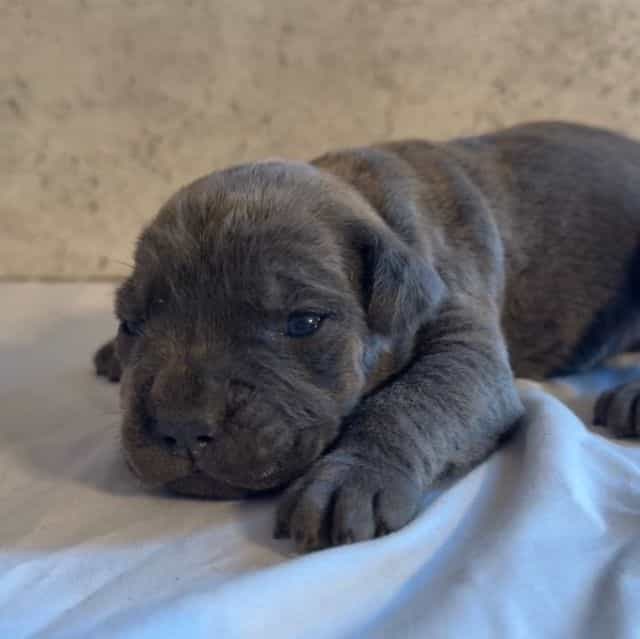 Stu Macher - Cane Corso Male