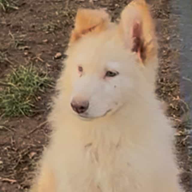 Casper - German Shepherd Dog Male