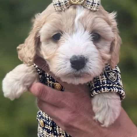 Rain - Cavapoo Female