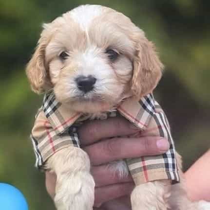  Angel - Cavapoo Male