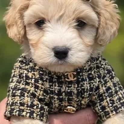Kimmie - Cavapoo Female