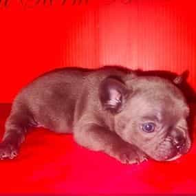 Female 4 - French Bulldog Female