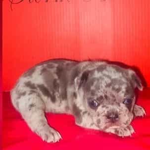 Female 1 - French Bulldog Female