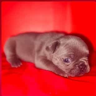 Female 3 - French Bulldog Female