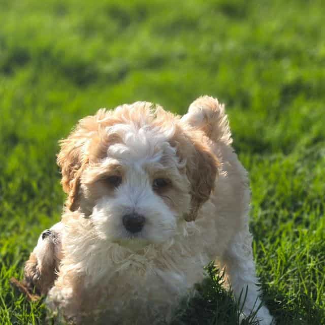 Chia - Bernedoodle Female