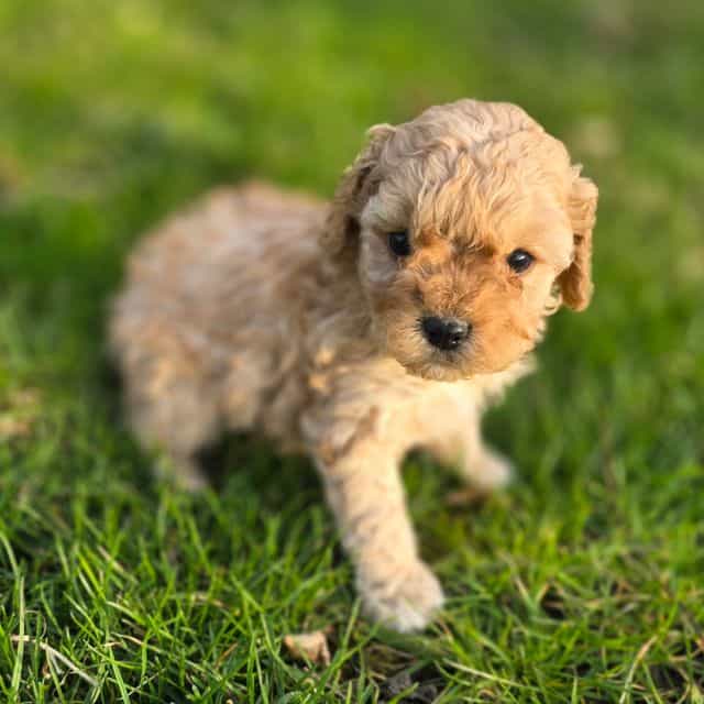 Lady - Cavapoo Female