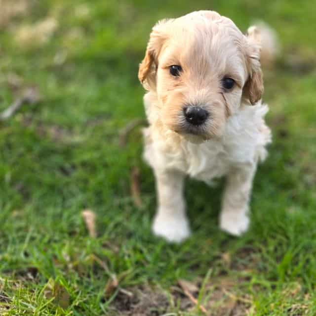 Hank - Cavapoo Male