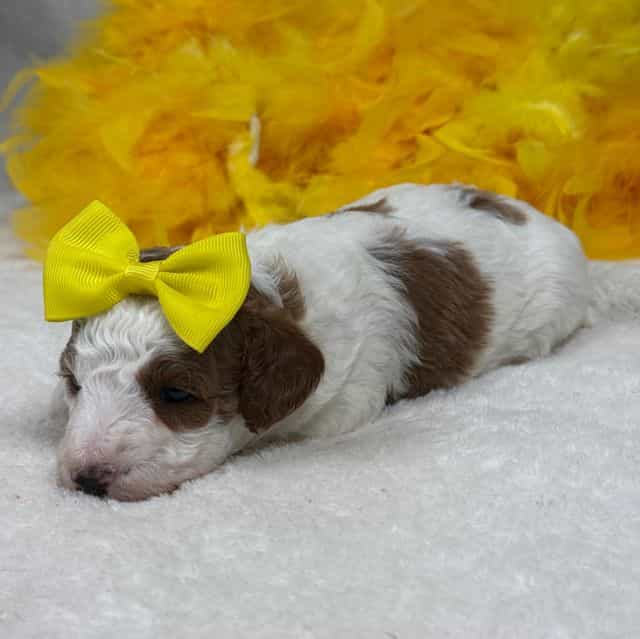 Ellie Yellow Gi - Cavapoo Female