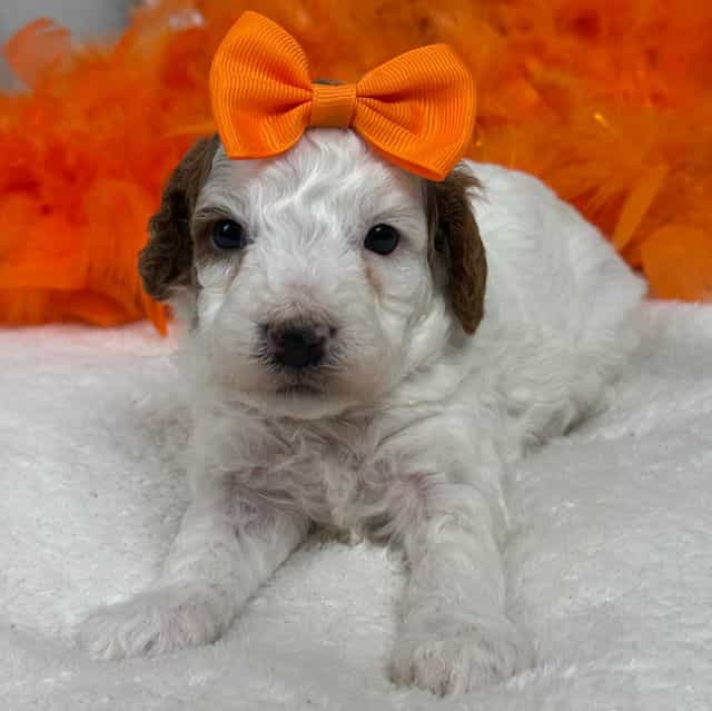 Ellie Orange Gi - Cavapoo Female