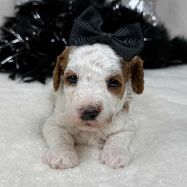 Ellie Black Gir - Cavapoo Female