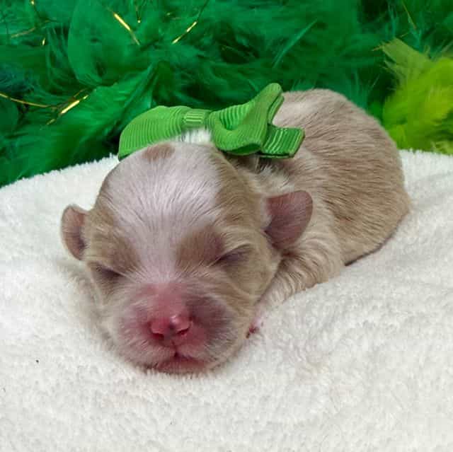 Willow’s Green  - Maltipoo Male