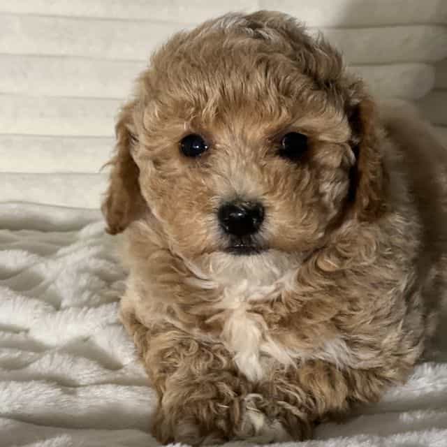 Sandy - Bichon Frise Female