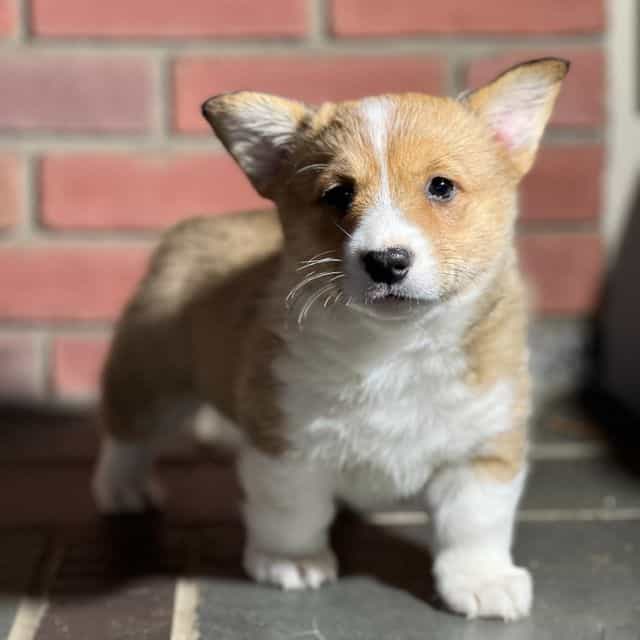 Johnny - Pembroke Welsh Corgi Male
