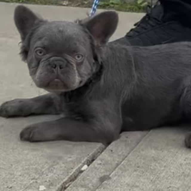 Floyd Fluffiwea - French Bulldog Male