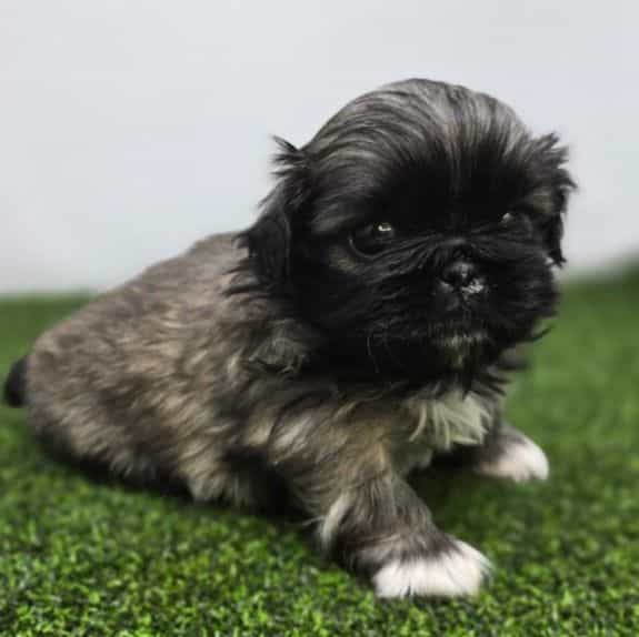 Piper - Pekingese Female