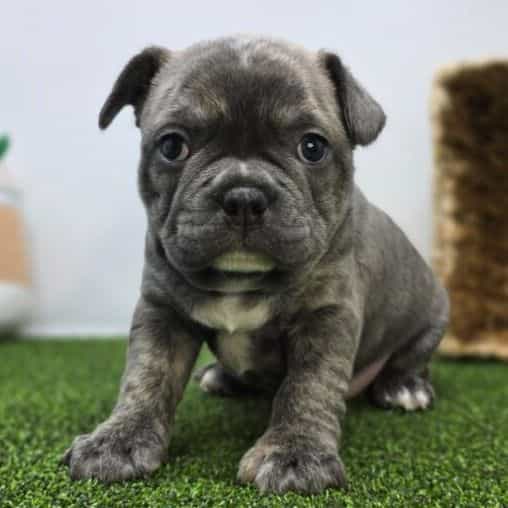 Pepper - Frenchton Female