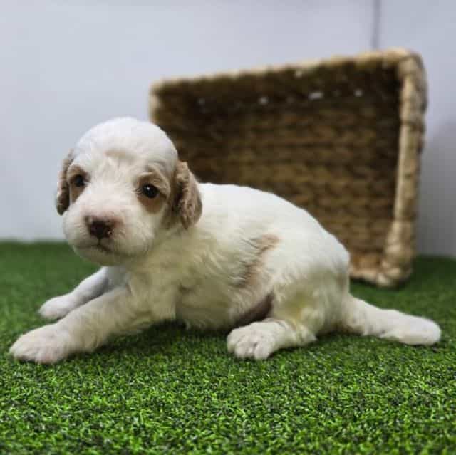 Reece - Goldendoodle Male