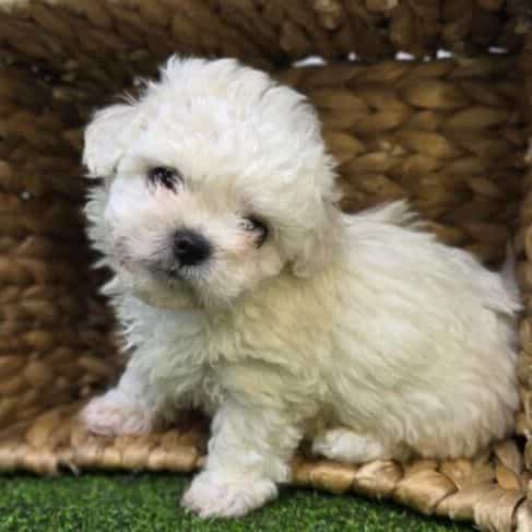 Toby - Bichon Frise Male