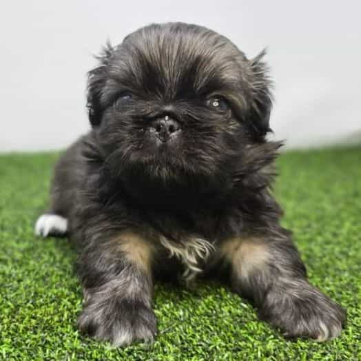 Emory - Pekingese Male