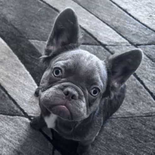 Lotto - French Bulldog Female