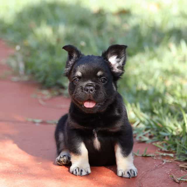 Naomi - French Bulldog Female