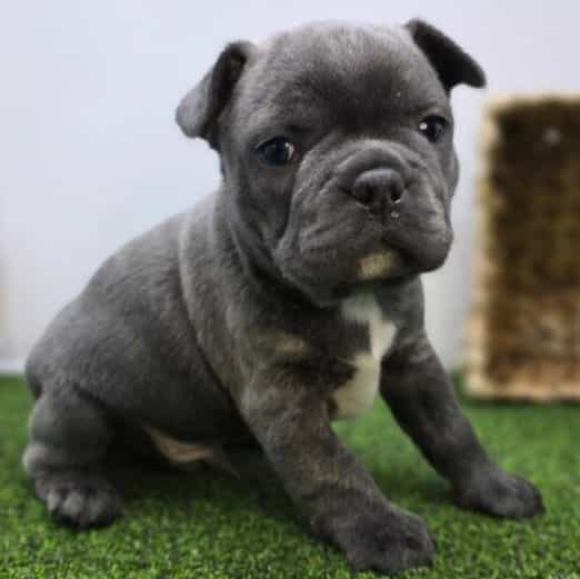 Joey - Frenchton Male