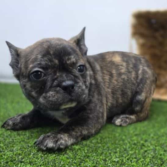 Brooks - Frenchton Male