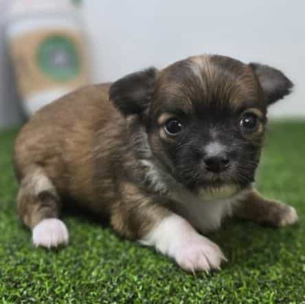 Arwen - Chihuahua Male