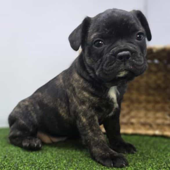 Halle - Frenchton Female