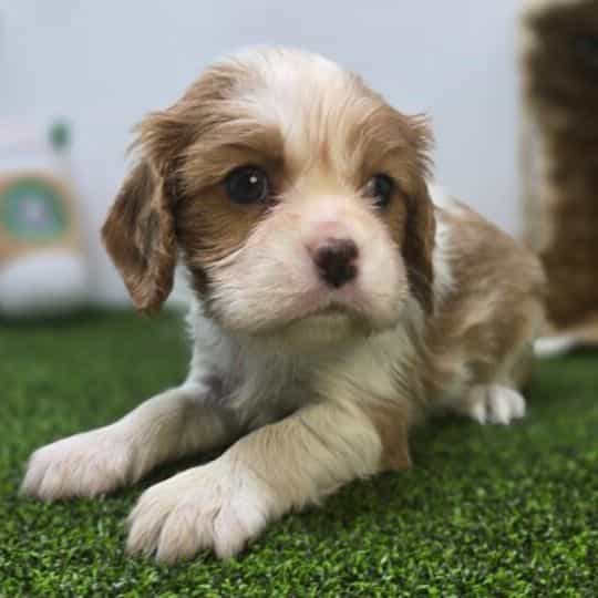 Birdie - Cavalier King Charles Spaniel Female
