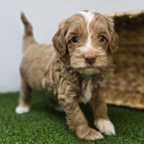 Sullivan - Goldendoodle Male